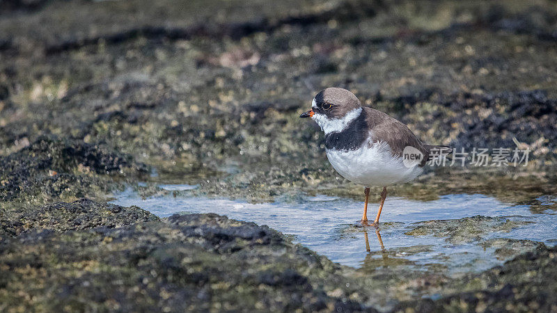 Pluvier semipalmé，（Charadrius semipalmatus），半掌鸻，加拉帕戈斯群岛。